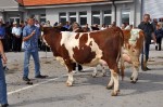 општинска изложба крава и јуница