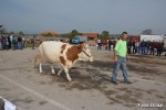 девета изложба крава и јуница