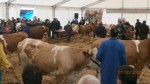 Изложба приплодних говеда сименталске расе у Крушевцу