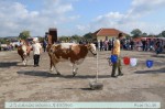 изложба крава и јуница сименталске расе