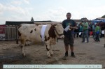 изложба крава и јуница сименталске расе
