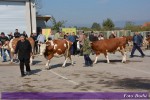 8. изложба крава и јуница