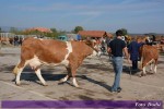 8. изложба крава и јуница