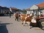 Једанаеста изложба крава и јуница сименталске расе