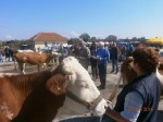 Једанаеста изложба крава и јуница сименталске расе