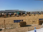 Изложба крава у Крушевцу