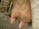 Болест квргаве коже код говеда