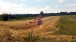 Жетва пшенице на пољима у општини Бојник у пуном је јеку