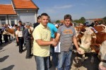 општинска изложба крава и јуница