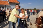 општинска изложба крава и јуница