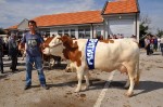 општинска изложба крава и јуница