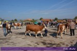 8. изложба крава и јуница