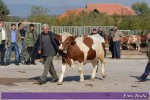 8. изложба крава и јуница