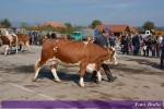 8. изложба крава и јуница