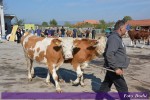 8. изложба крава и јуница