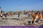8. изложба крава и јуница
