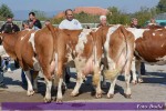8. изложба крава и јуница